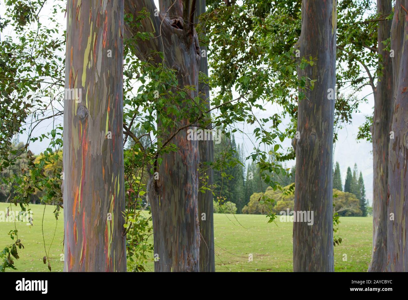 Eucalyptus deglupta Bäume, hohe Bäume, die im Allgemeinen als Regenbogeneukalyptus, Mindanao Gummi oder Regenbogengummi bekannt sind, auf der hawaiianischen Insel Kauai, Hawaii Stockfoto