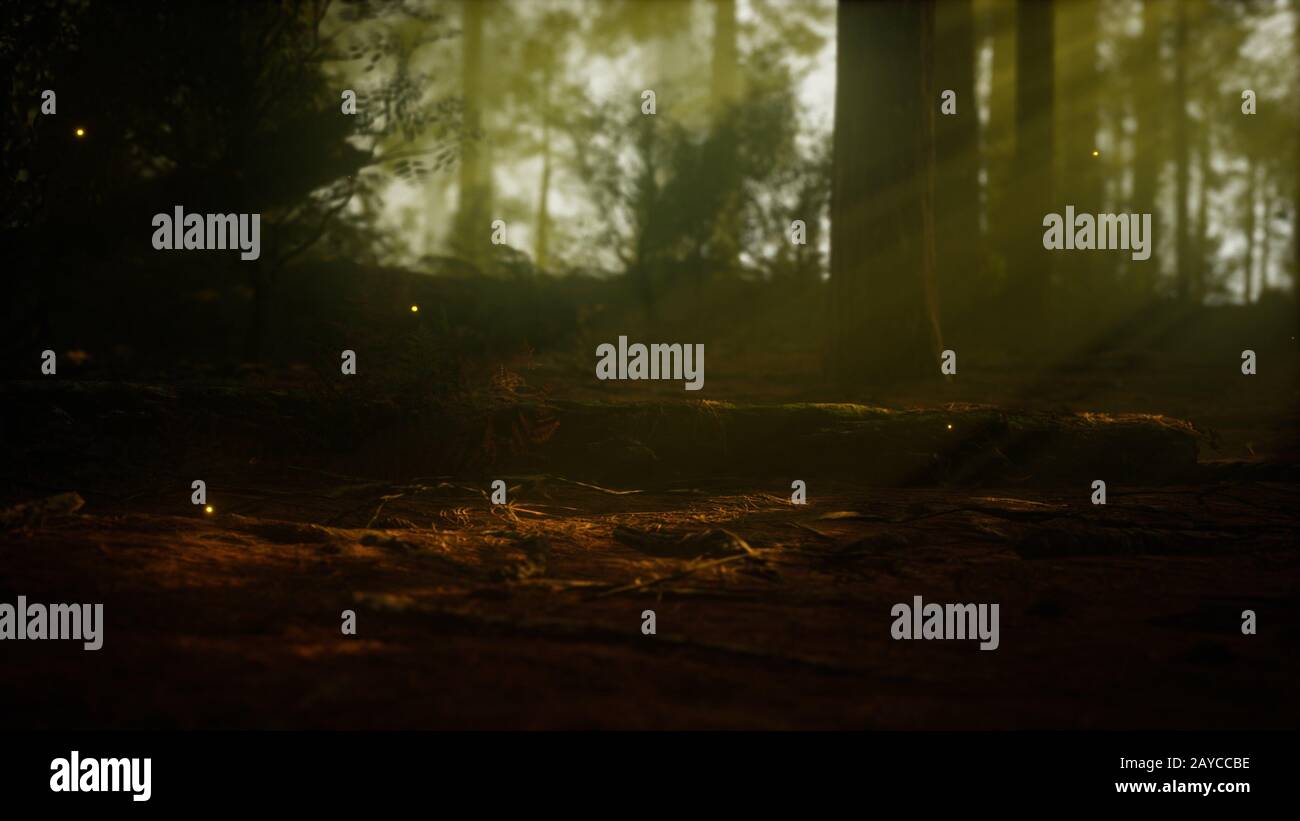 Firefly im nebligen Wald mit Nebel Stockfoto
