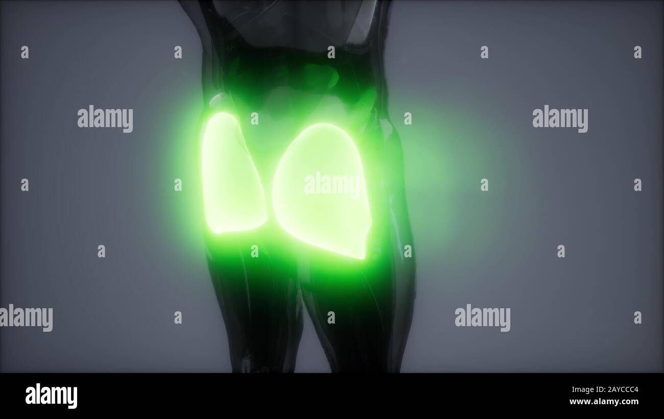Gluteus maximus - Bein Muskeln Anatomie Animation Stockfoto