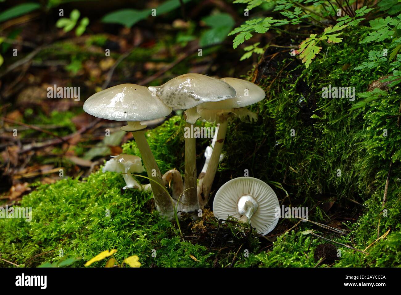 amanita, Todeskappe Stockfoto