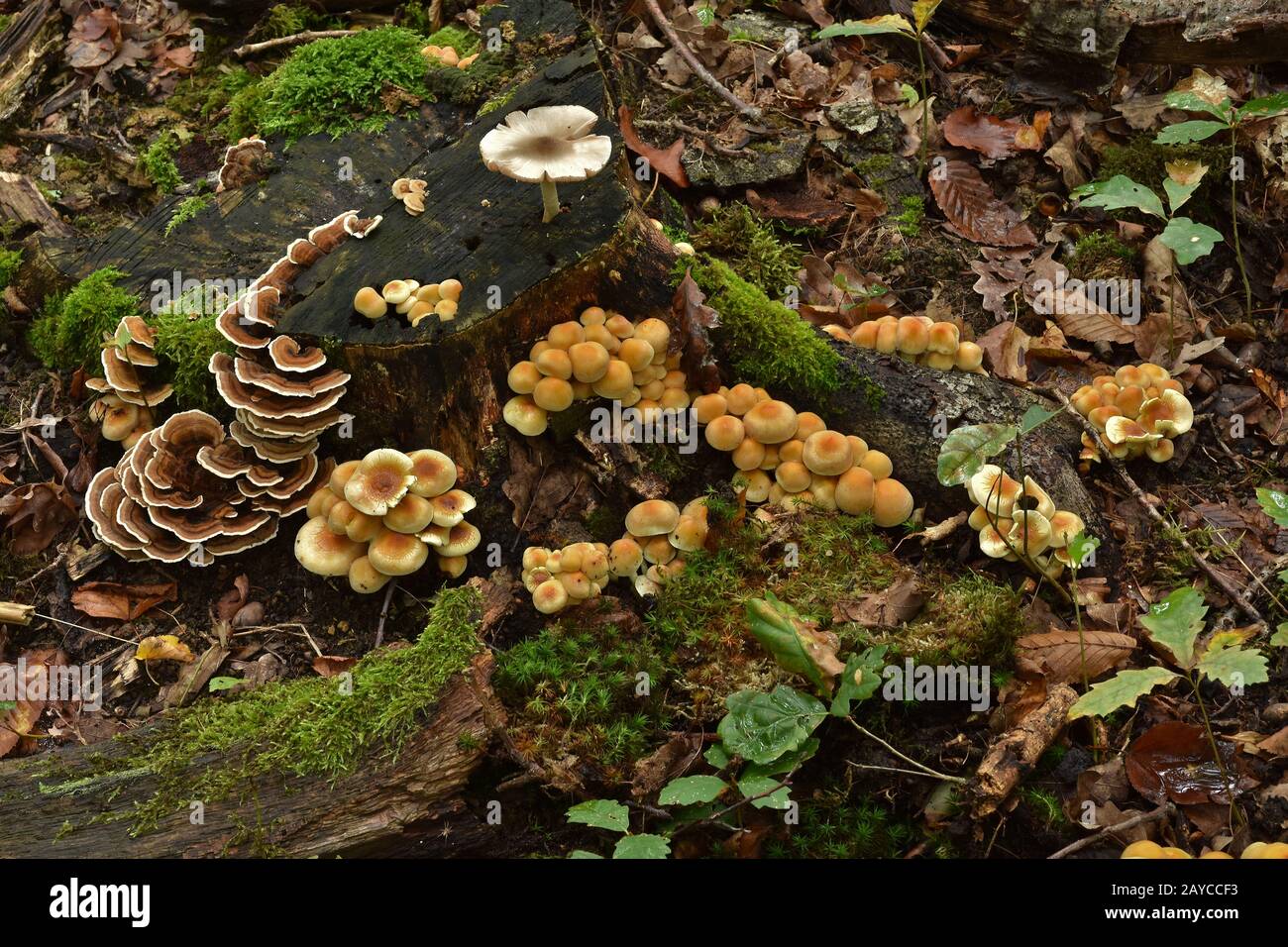 Pilzansammlung auf dem Waldboden und auf dem Baumstumpf Stockfoto