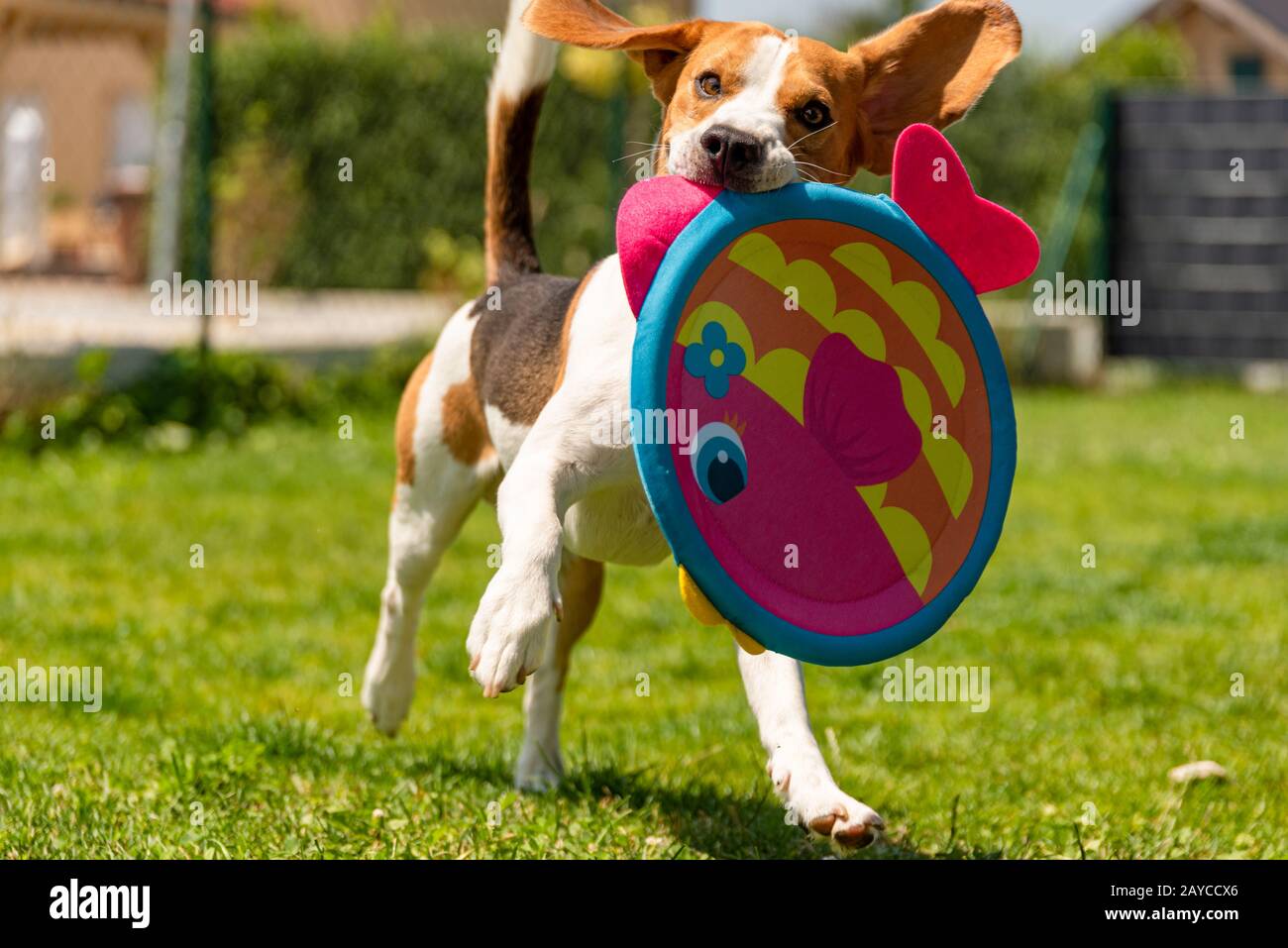 Beagle-Hund läuft mit reinem Spielzeug Stockfoto