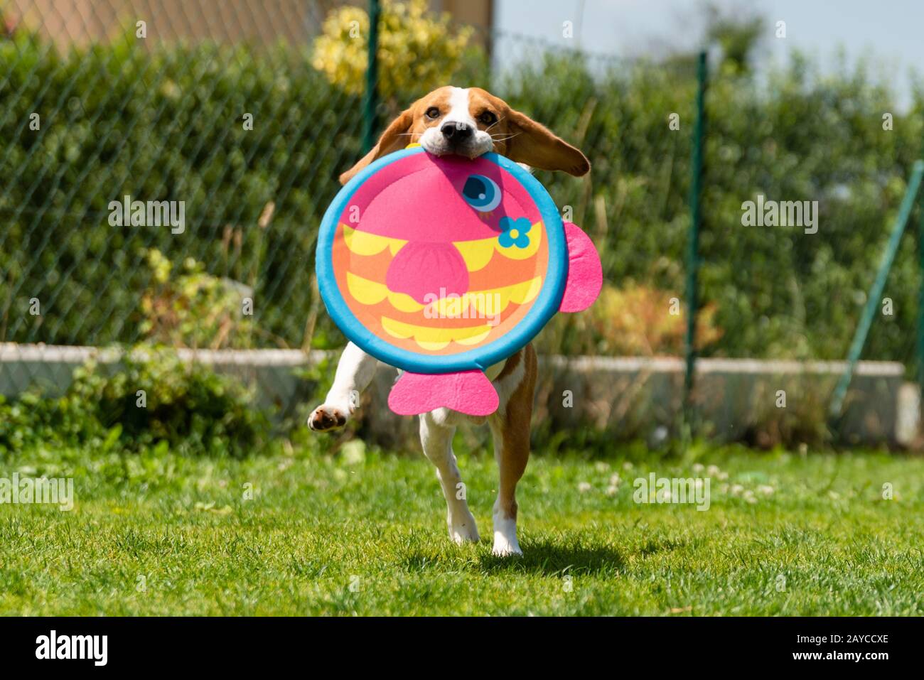 Beagle-Hund läuft mit reinem Spielzeug Stockfoto