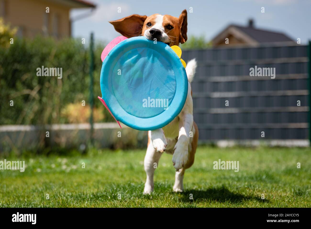 Beagle-Hund läuft mit reinem Spielzeug Stockfoto
