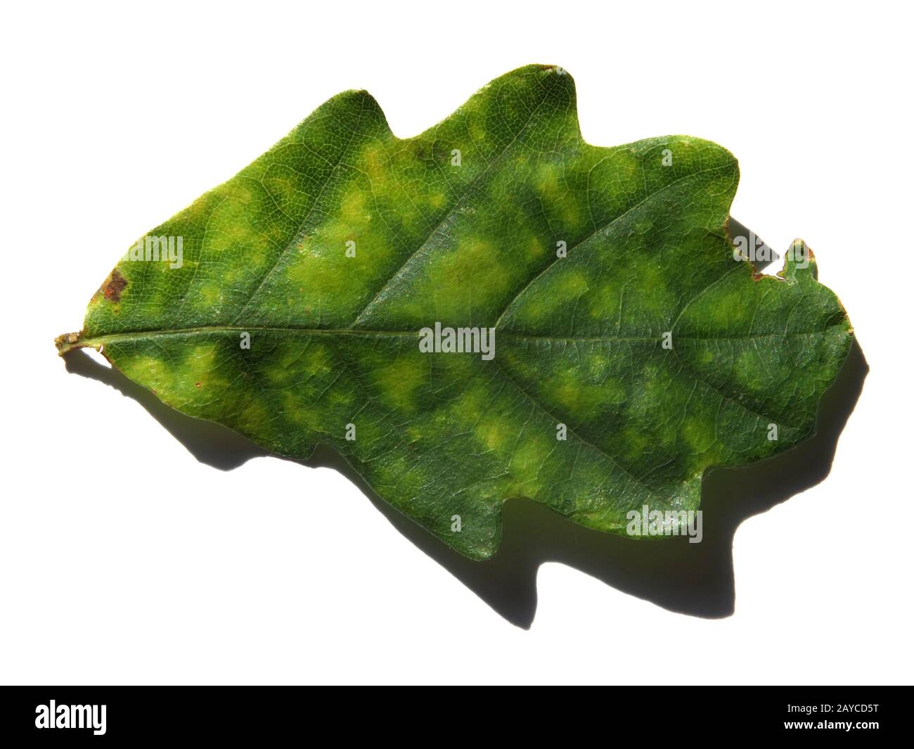 Eine Nahaufnahme eines einzelnen Eichenblatts, das sich auf weißem Grund von grün nach gelb dreht Stockfoto