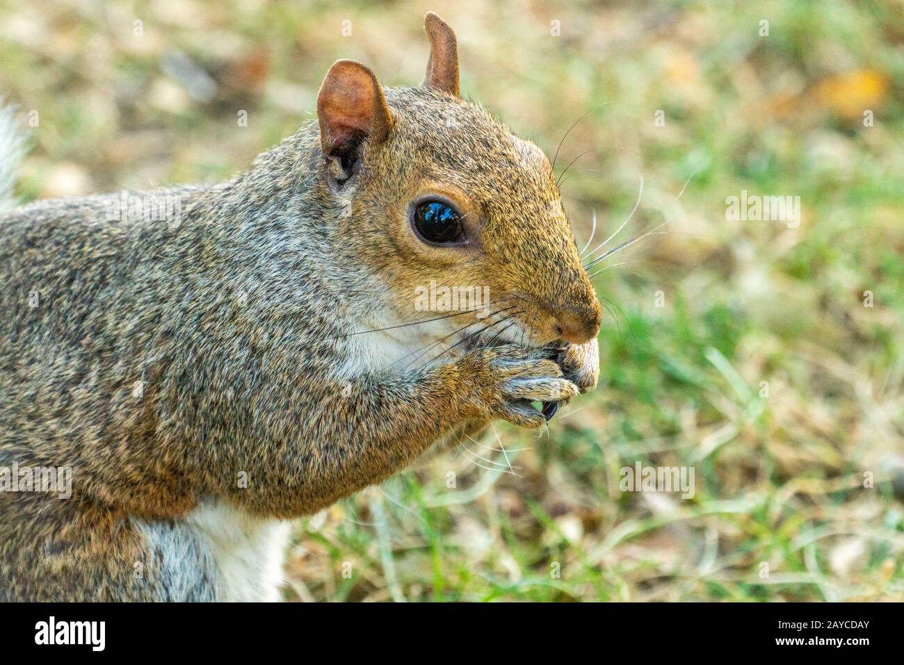 Östliche graue Eichhörnchen Stockfoto