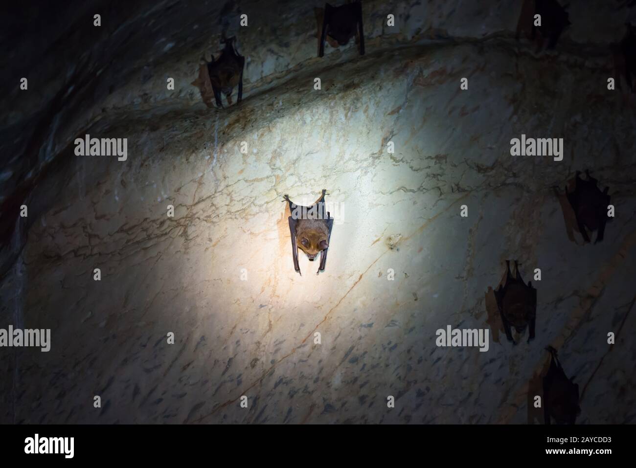Fledermauskolonie in natürlicher Höhle Stockfoto
