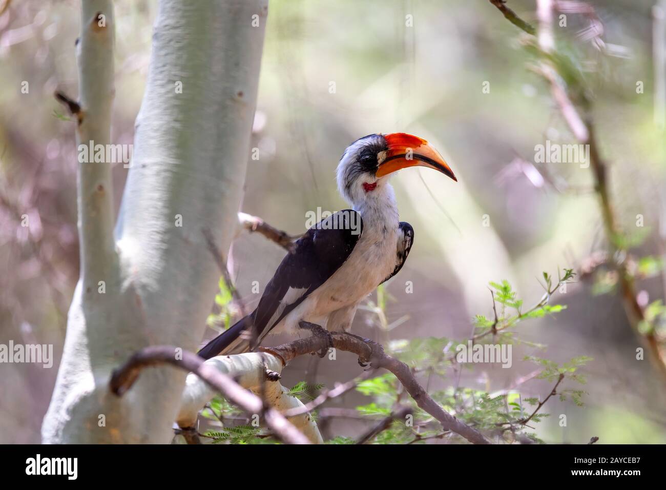 Bird von der Decken-Hornbill, äthiopische Tierwelt Stockfoto