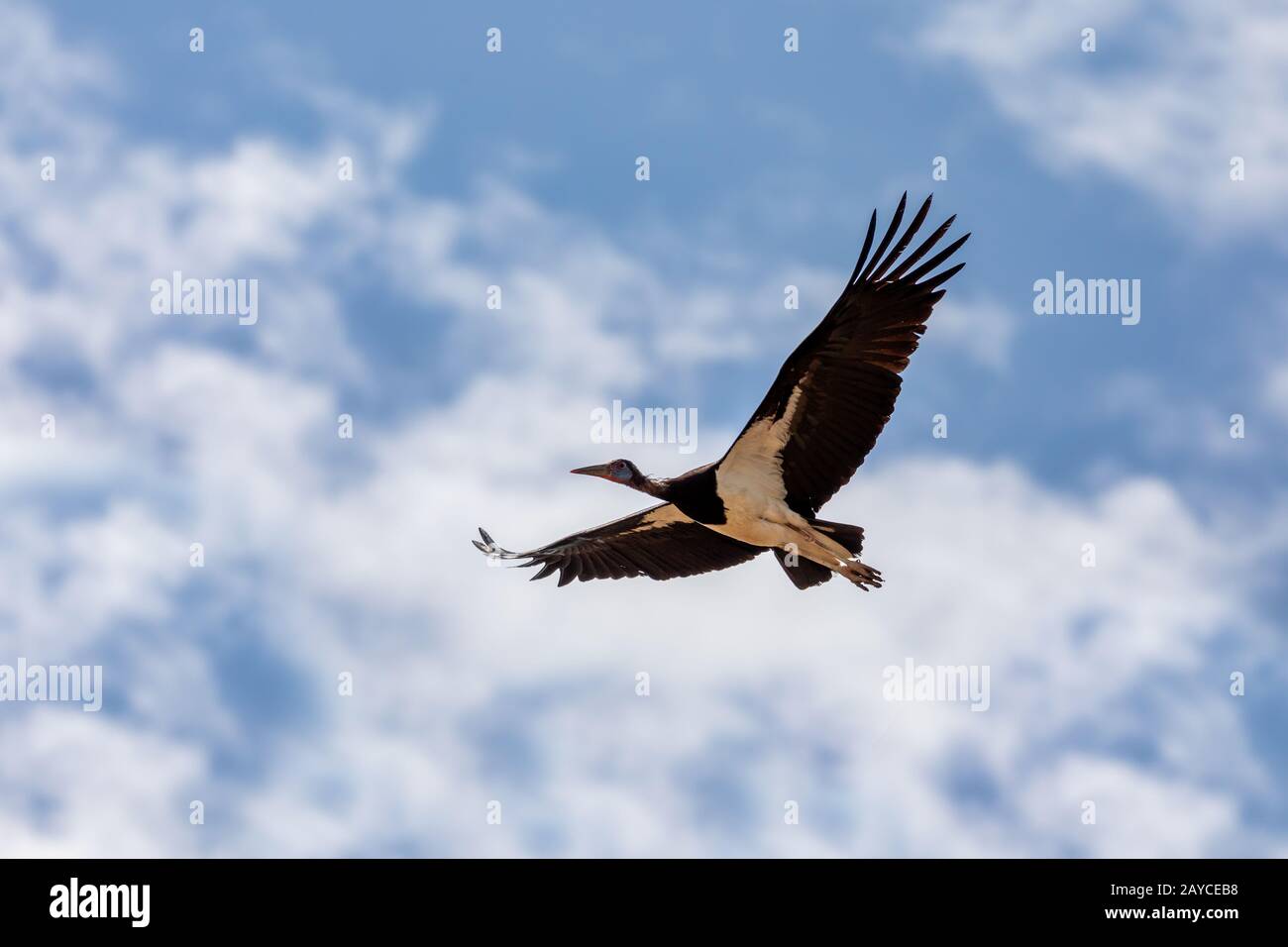 Großer Vogel Weißbauch Stork Fly, Äthiopien Stockfoto
