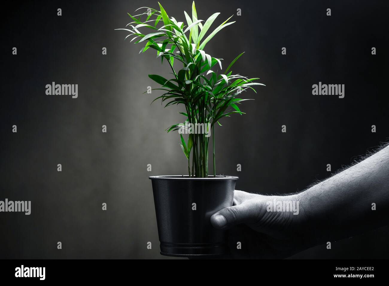 Männliche menschliche Hand eine grüne Pflanze. Umwelt und Ökologie Konzept. Stockfoto