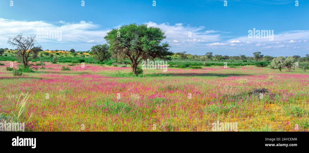 Blühende Kalahari Wüste Südafrikas Wildnis Stockfoto