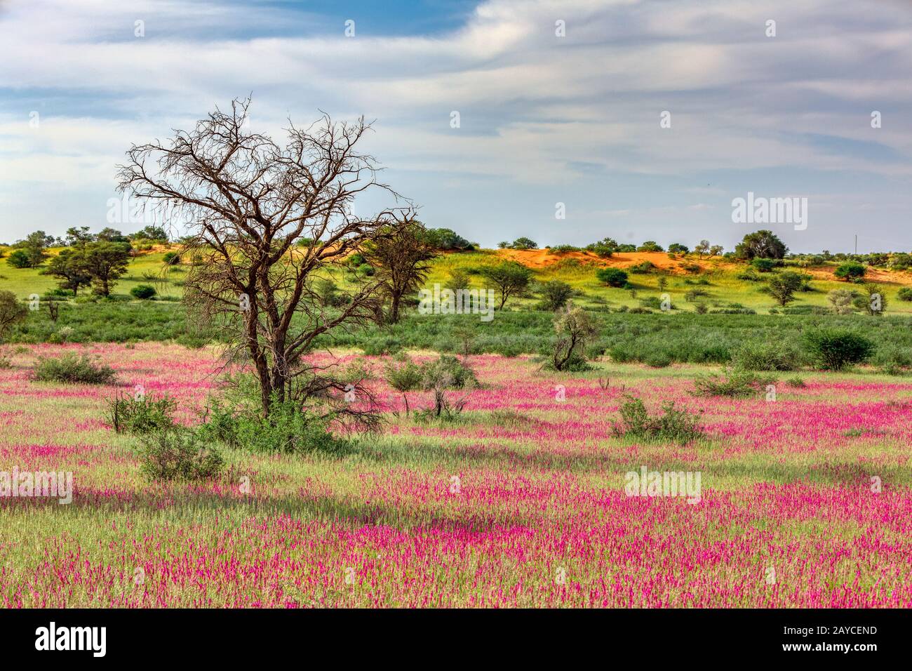 Blühende Kalahari Wüste Südafrikas Wildnis Stockfoto