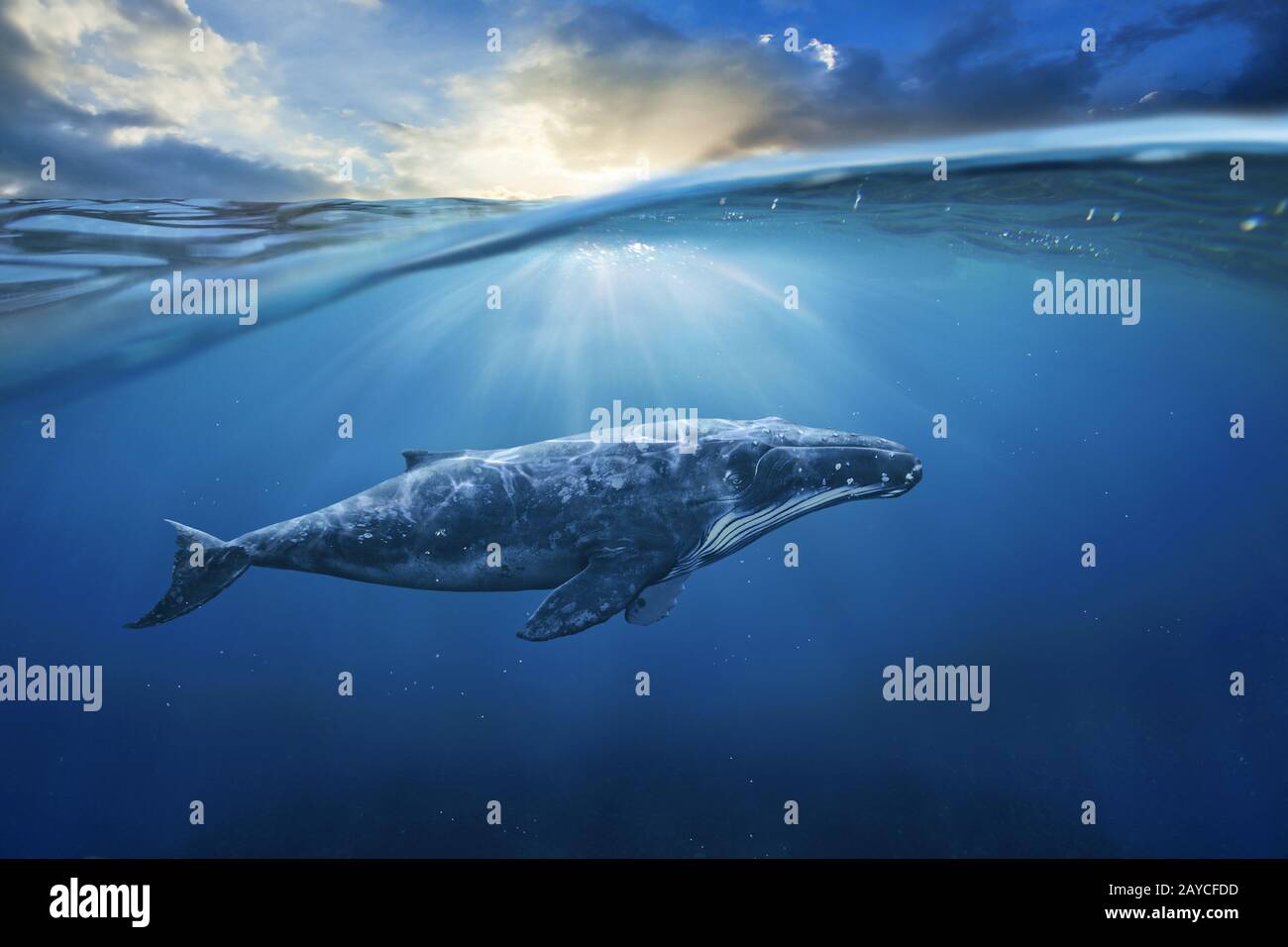 Wale in halbe Luft Stockfoto