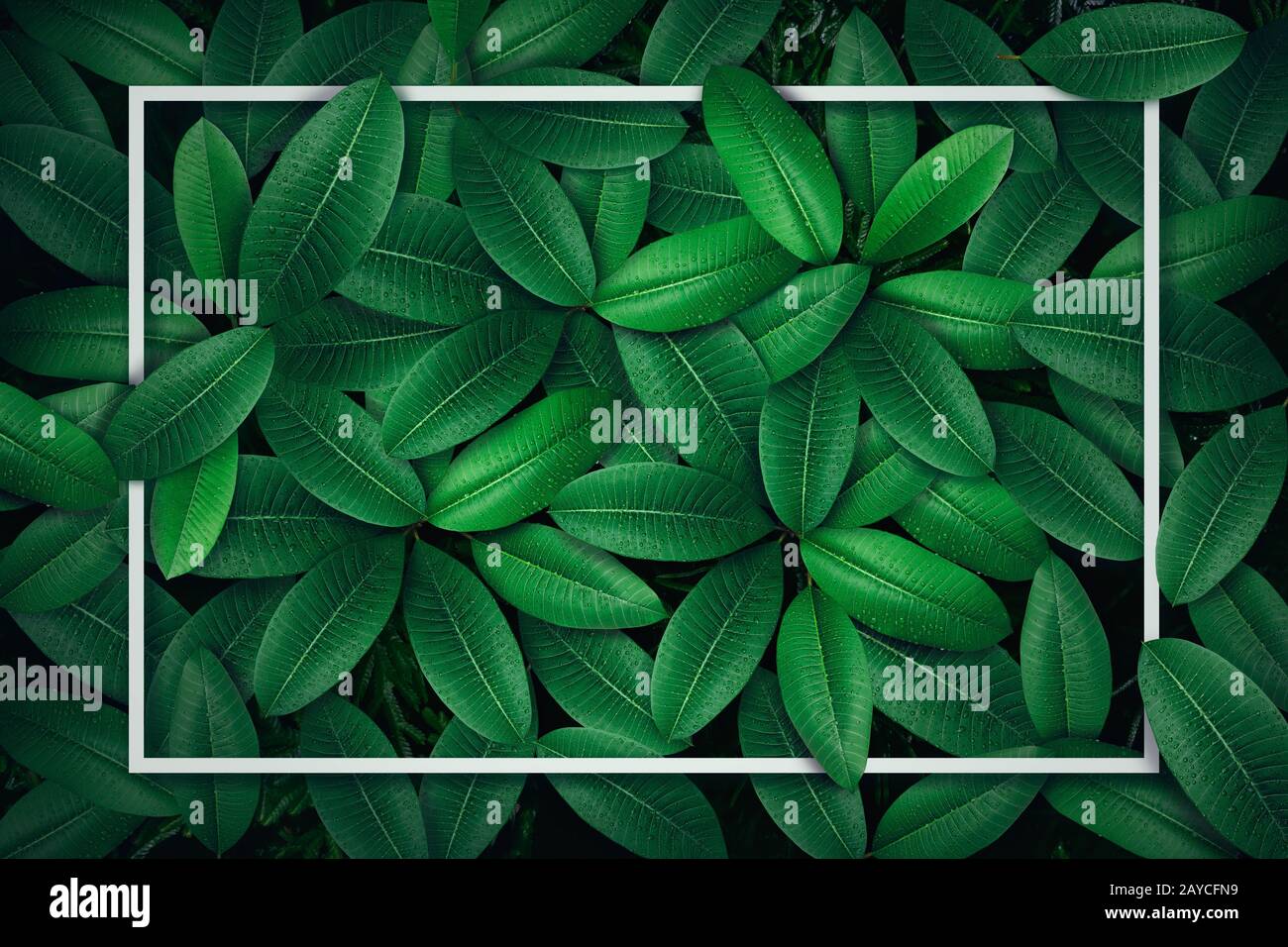 Tropische grün Blatt Hintergrund Stockfoto