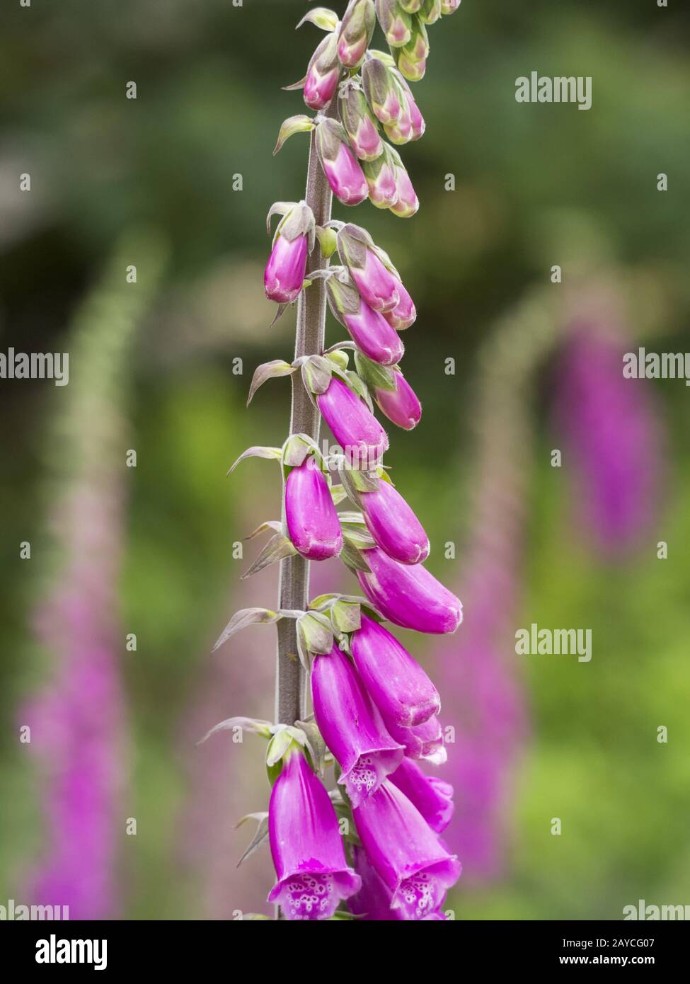 Violett auf einem See Stockfoto