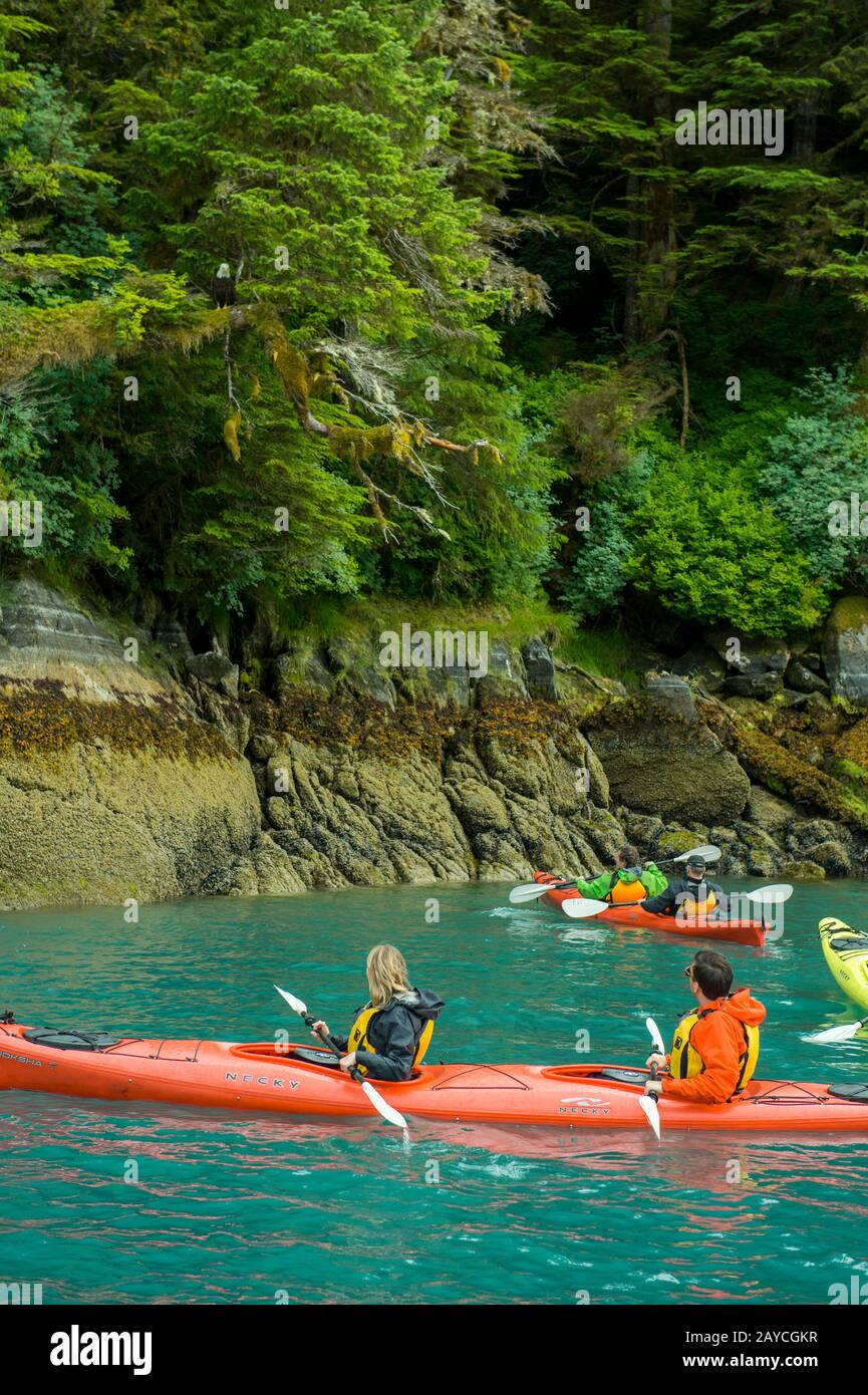 Menschen in Kajaks, die einen Weißkopfseeadler (Haliaetus leucocephalus) in der Takatz Bay auf Baranof Island, Tongass National Forest, Alaska, USA beobachten. Stockfoto