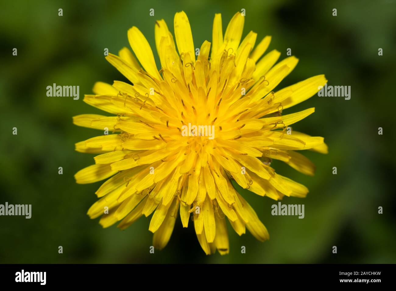 Nahaufnahme der Dandelionenblume, von oben nach unten genommen, Intensive gelbe Blüte Stockfoto