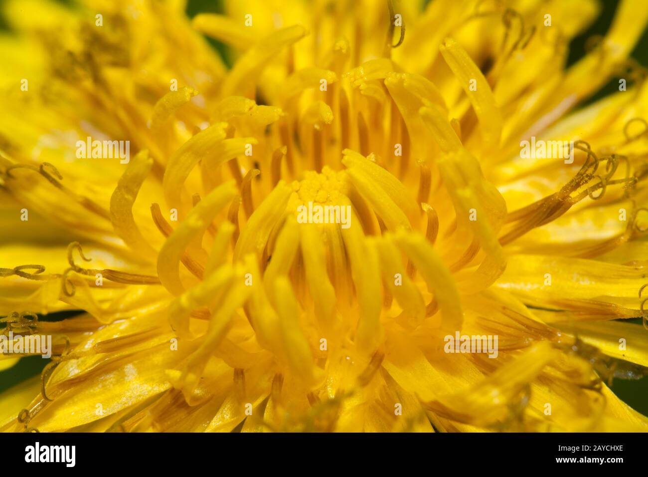 Nahaufnahme der Dandelionenblume, im Winkelschuss, Intensive gelbe Blüte Stockfoto