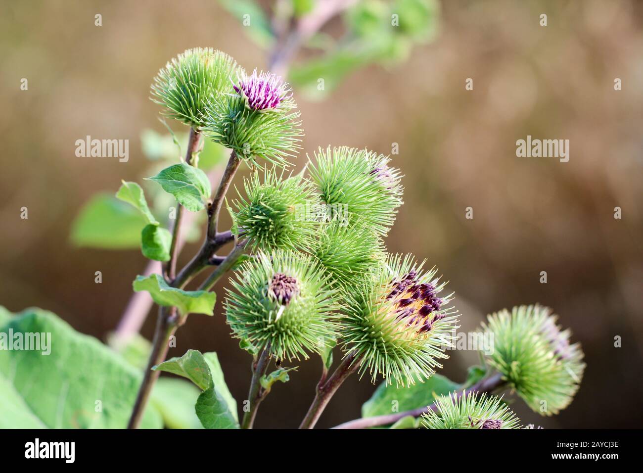 Nahaufnahme der Blumen der Milchdistel Stockfoto