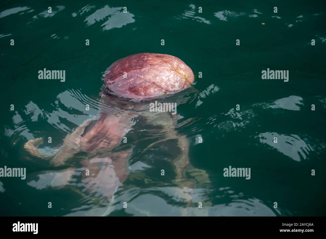 Ein toter Tintenfisch, der in der Takatz Bay auf Baranof Island, Tongass National Forest, Alaska, USA, schwimmt. Stockfoto