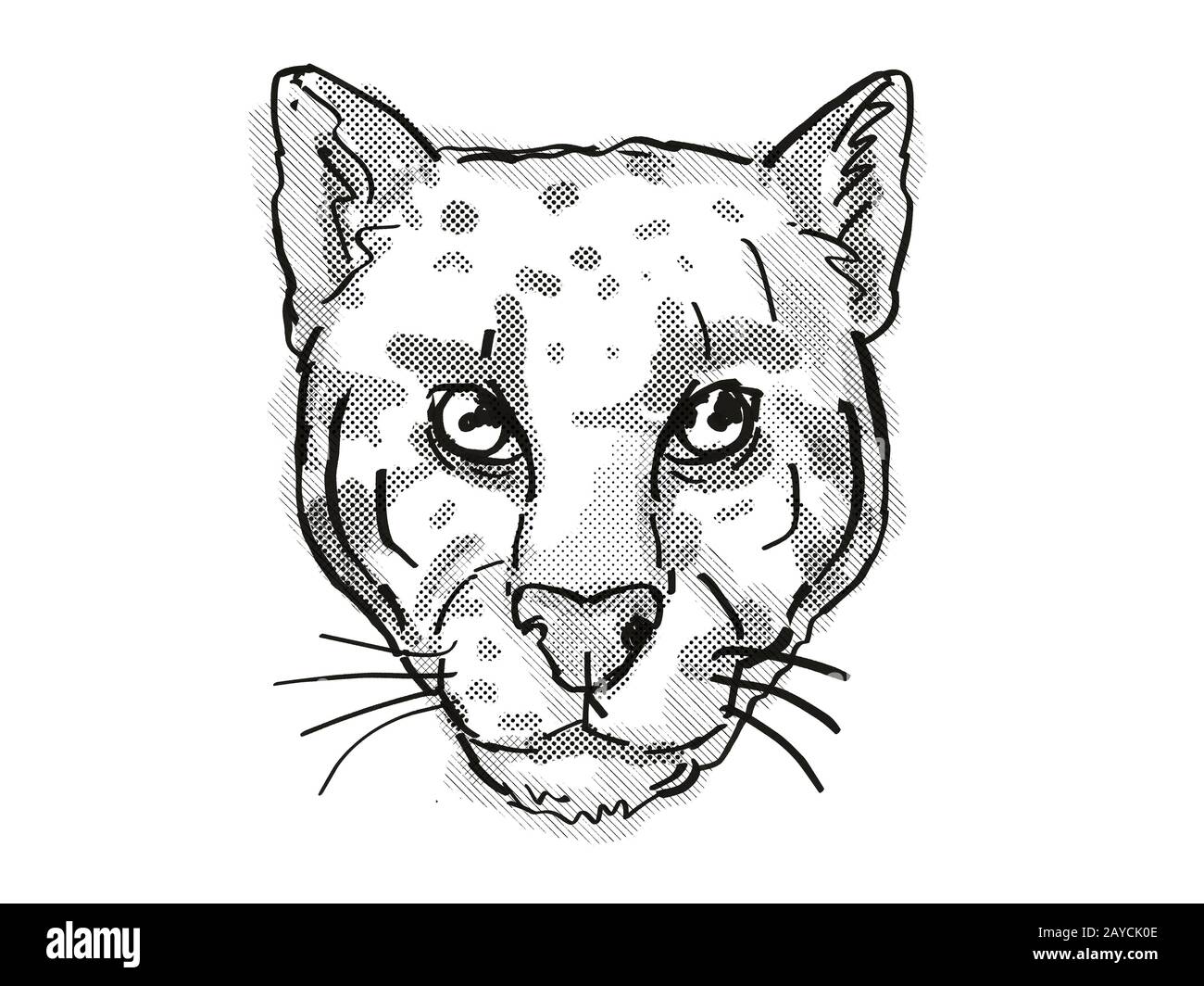 Einen Leoparden Zeichnen Stockfotos Und Bilder Kaufen Alamy