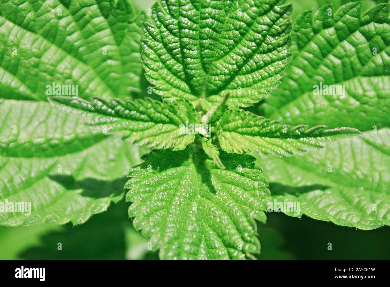 Nahaufnahme der Brennessel (Urtica dioica) Stockfoto