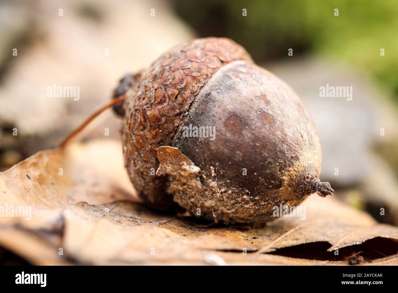 Eine Eichel die Frucht einer Eiche liegt auf einem Eichenblatt Stockfoto