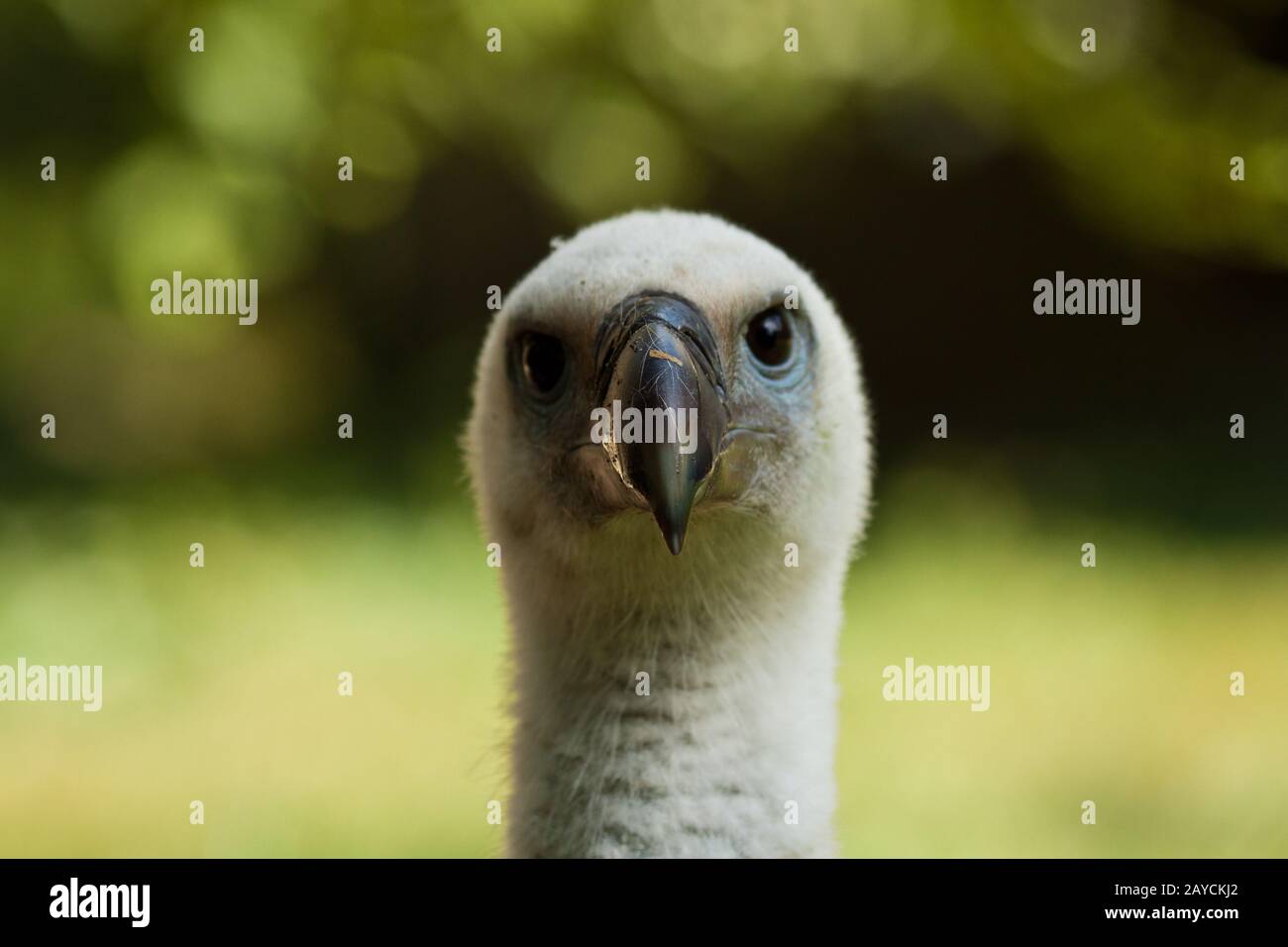 Eurasischer Greifgeier, Zigeuner fulvus Stockfoto