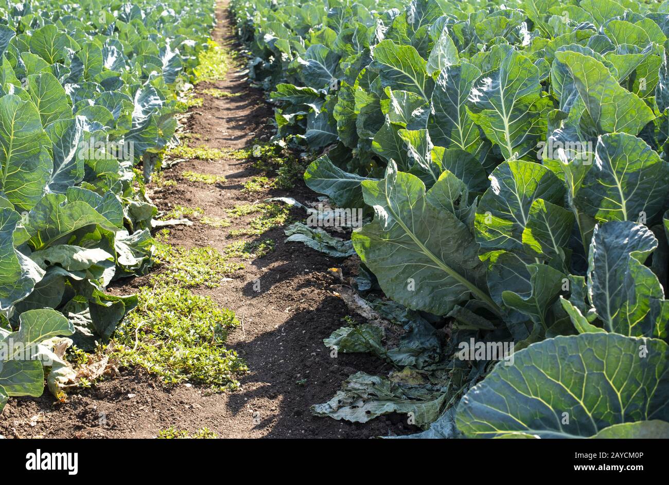 Kohlfarm. Sonnenleuchten auf Kohlkopf im Garten. Stockfoto