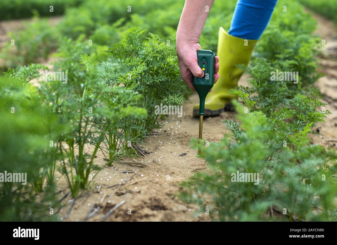 Messen Sie den Boden mit einem digitalen Gerät. Grünpflanzen und Weiberbauer messen PH und Feuchtigkeit im Boden. Stockfoto