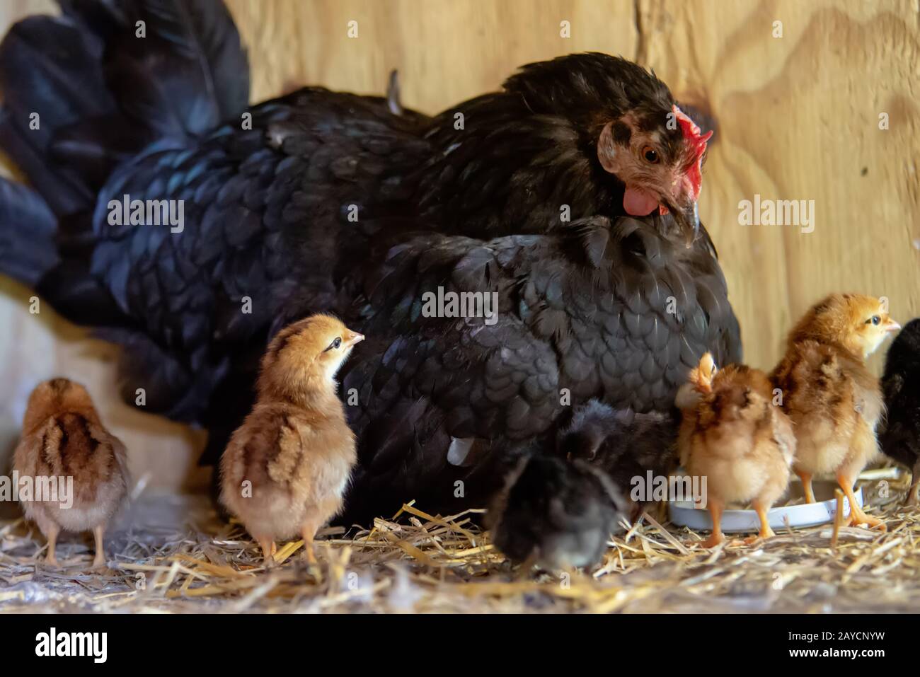 Mutter Henne mit Babyhühnern Stockfoto