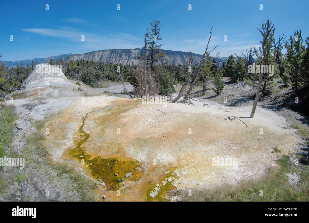 Der Yellostone-Nationalpark wyoming Mammoth entspringt in der Landschaft Stockfoto