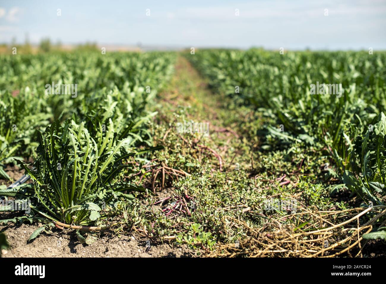Zichorienplantage. Stockfoto