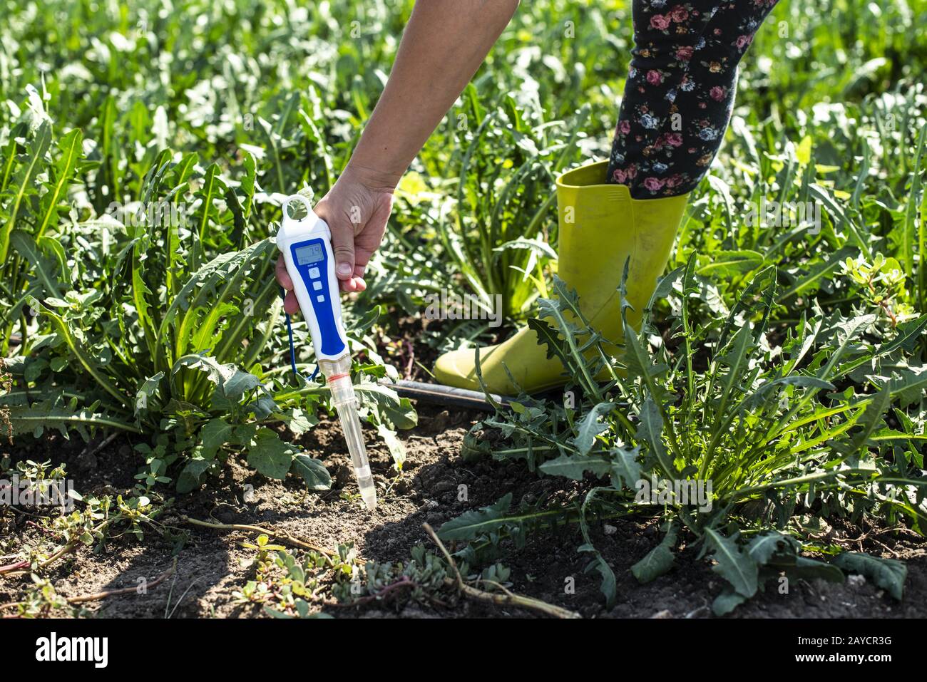 Zichorienplantage. Stockfoto