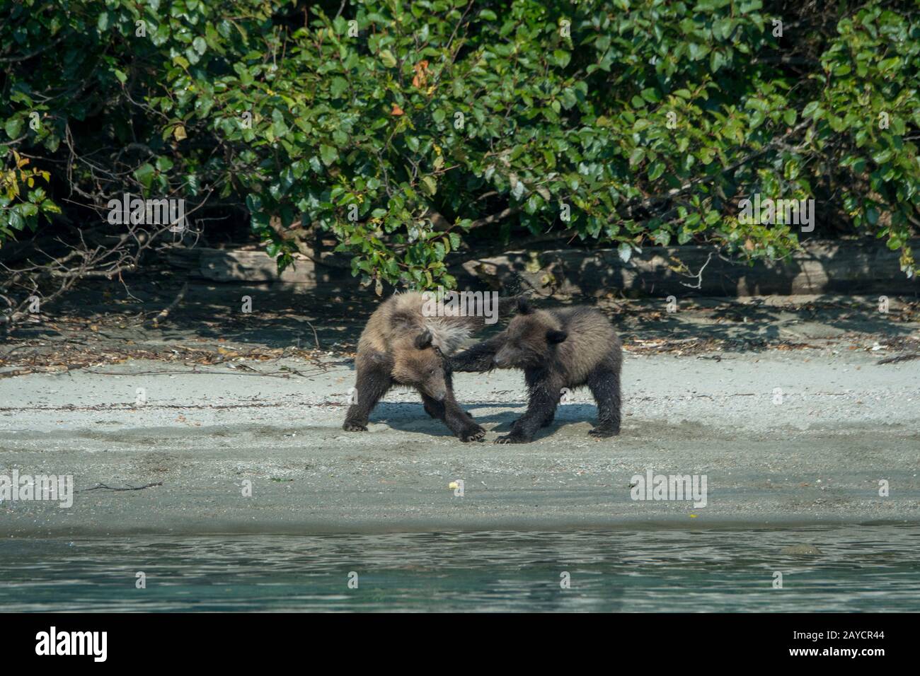 Am Ufer des Lake Crescent im Lake Clark National Park and Preserve, Alaska, USA, spielen zwei Braune Bear (Ursus arctos)-Jungtiere (etwa 6 Monate alt) Stockfoto