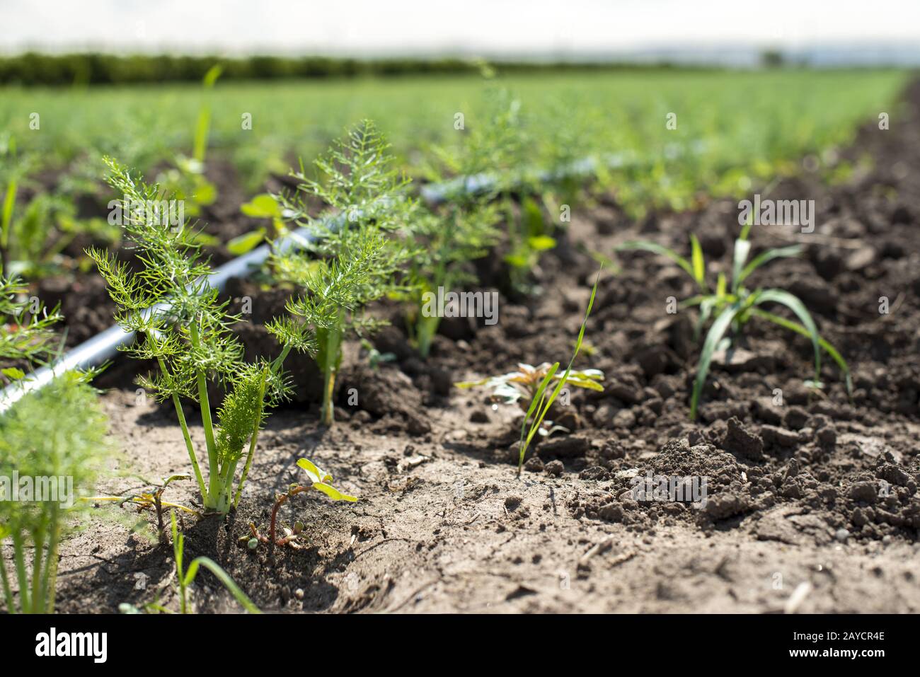 Fenchel Plantage. Wachsender Fenchel Stockfoto