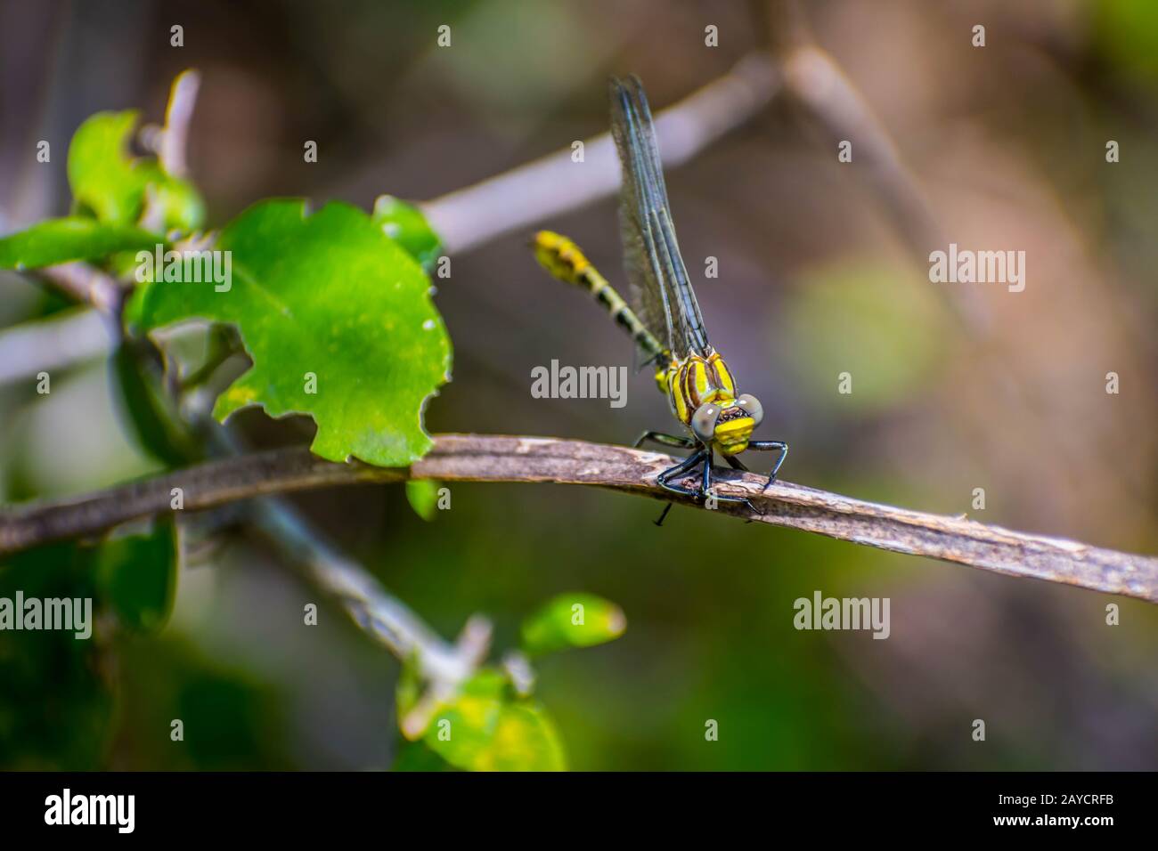 Eine südliche Hawker Dragonfly in Frontera Audubon Society, Texas Stockfoto