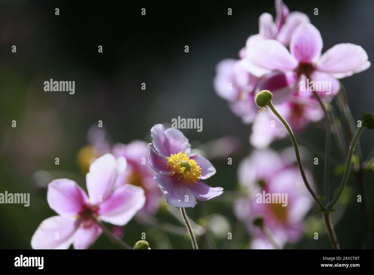 Chinesische Anemone oder japanische Anemone, Thimbleweed oder Windblume (Anemone hupehensis) Stockfoto