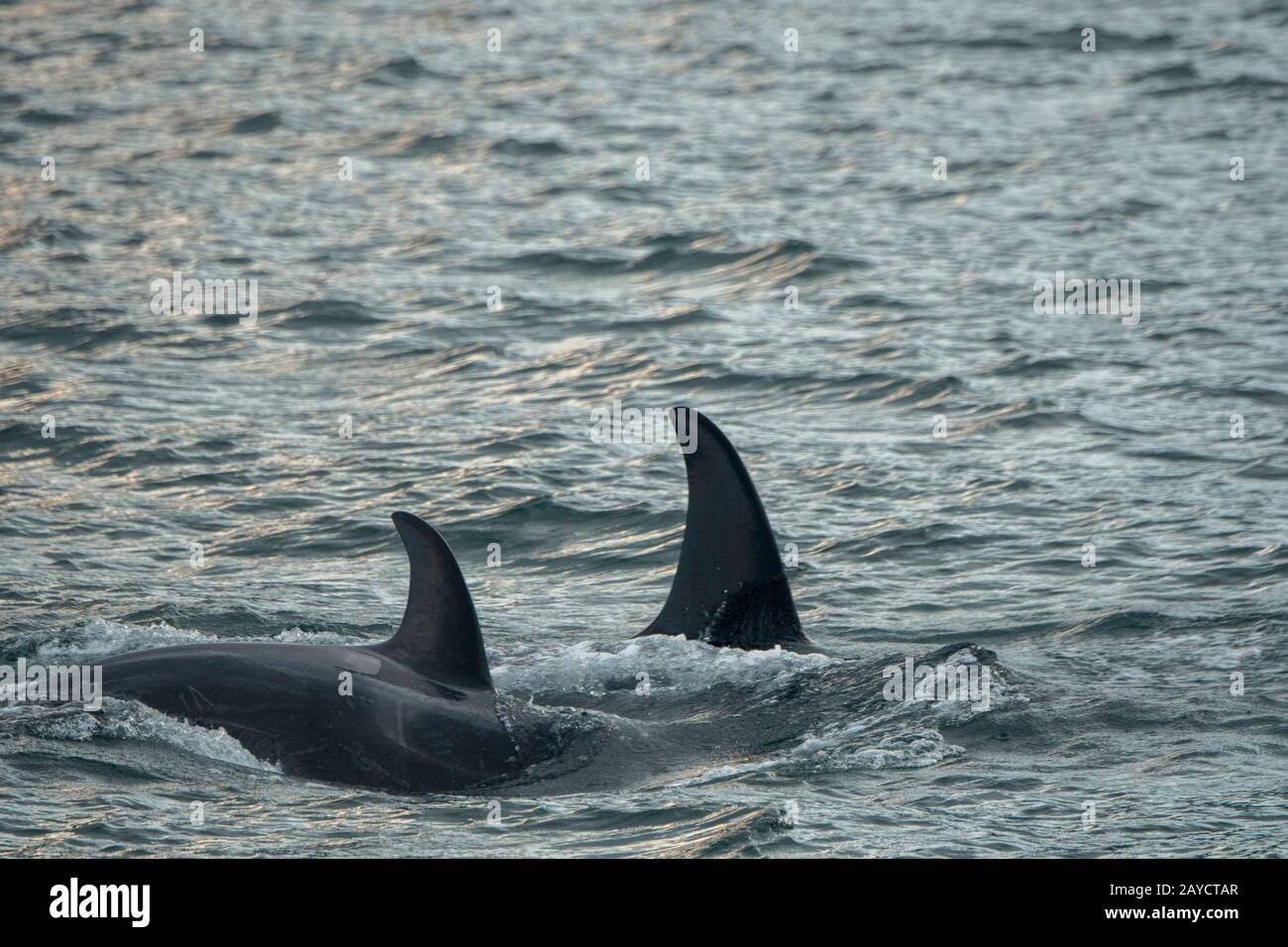 Killerwale oder Orcas (Orcinus Orca) schwimmen in der Chatham Strait, Alaska, USA. Stockfoto