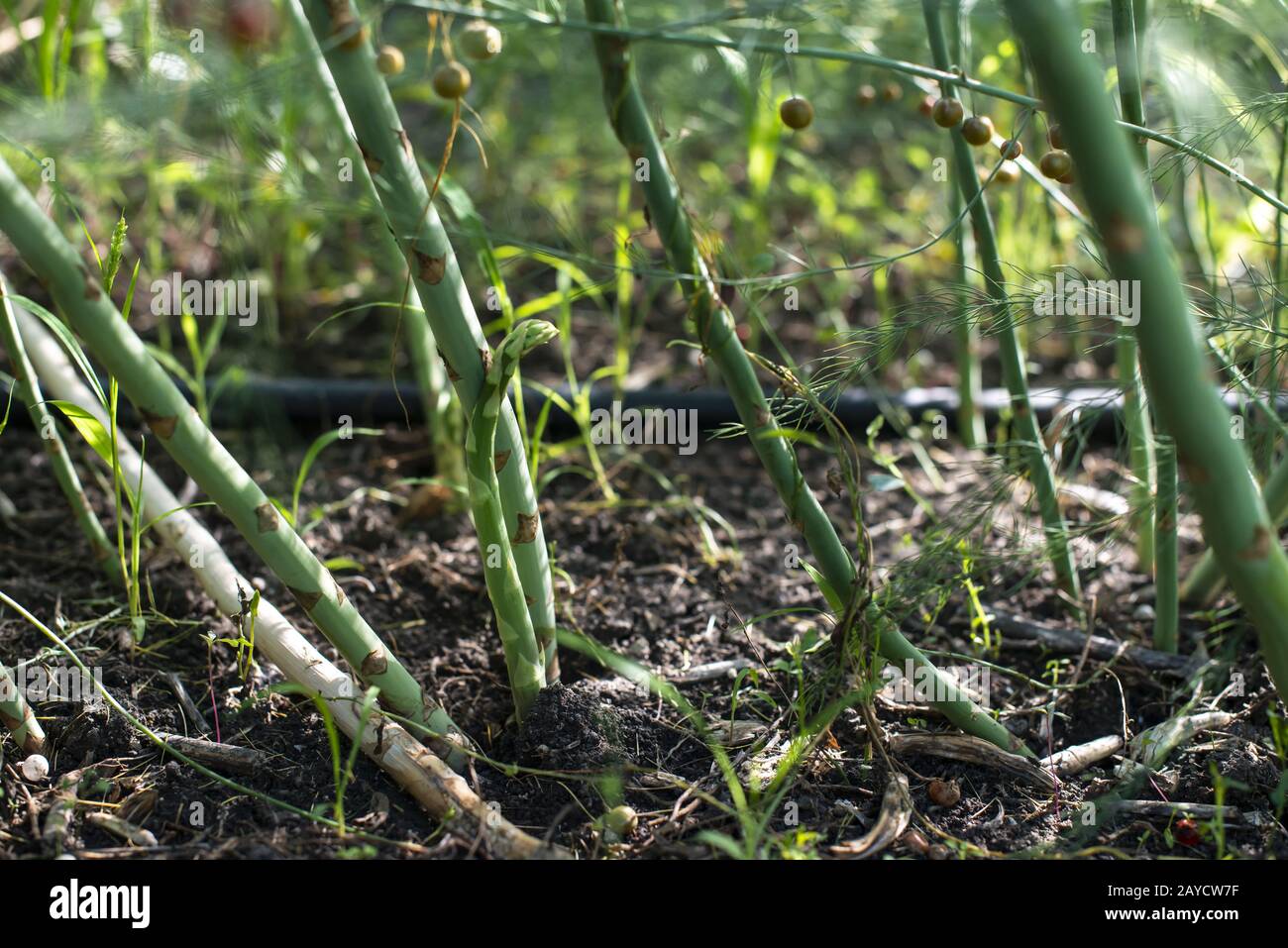 Spargelpflanzen in der Natur. Spargel wird in der Landwirtschaft angebaut. Stockfoto
