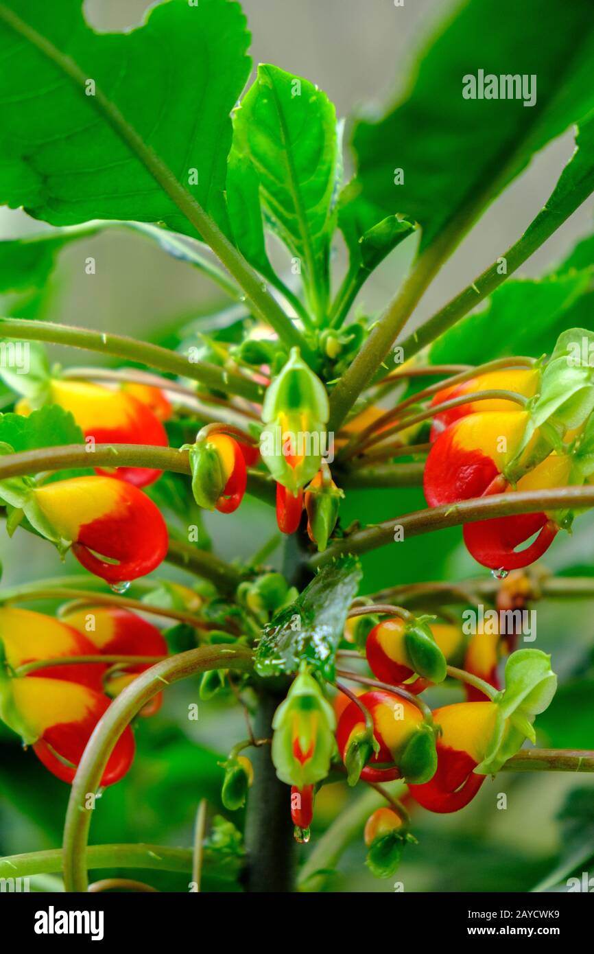 Nahaufnahme einer Anlage mit gelb-roter Ernte in den Edinburgh Royal Botanic Gardens, Schottland, Großbritannien Stockfoto