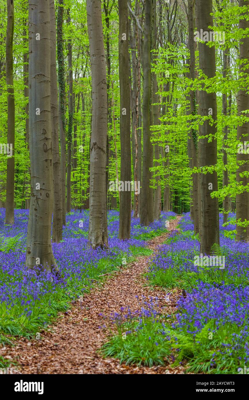 Berühmten Wald Hallerbos Belgien in Brüssel Stockfoto