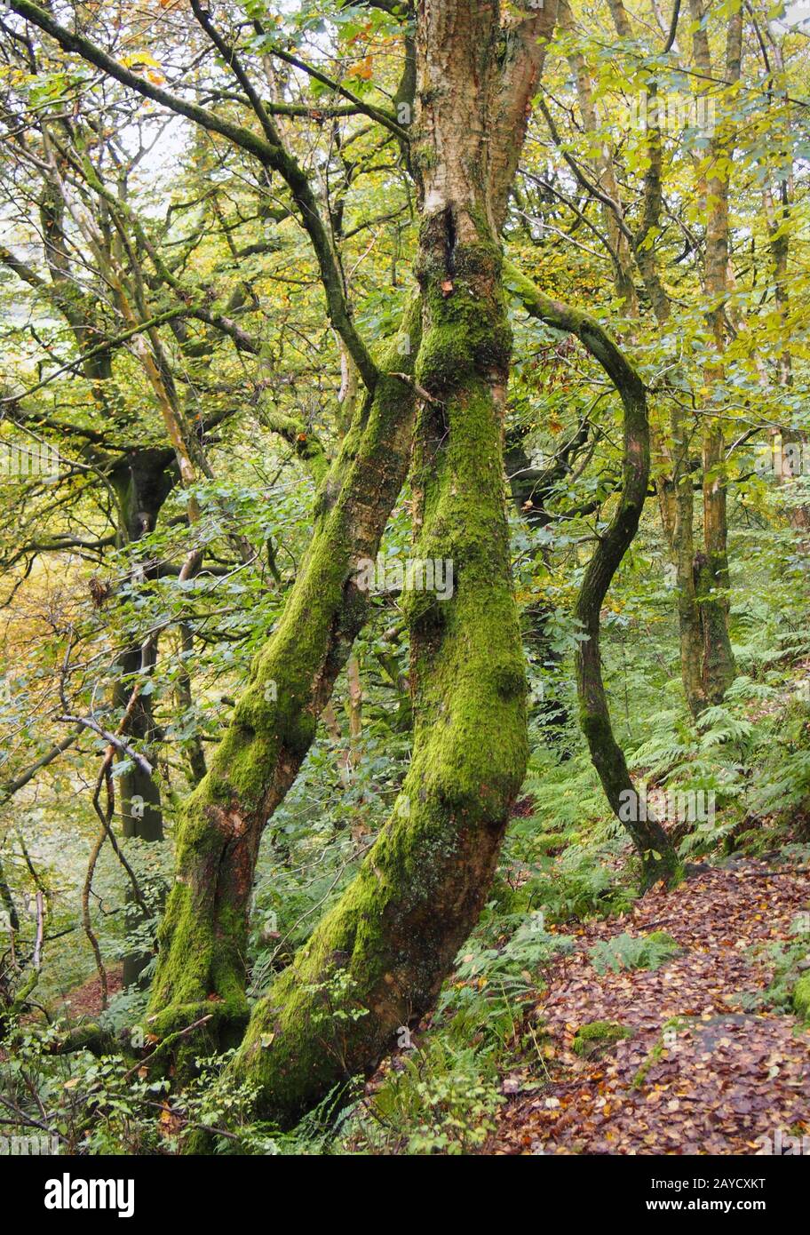 Ein Waldweg, der in dichte moosbedeckte verdrehte Bäume verschwinde, wobei sich die Herbstblätter gelb färben Stockfoto