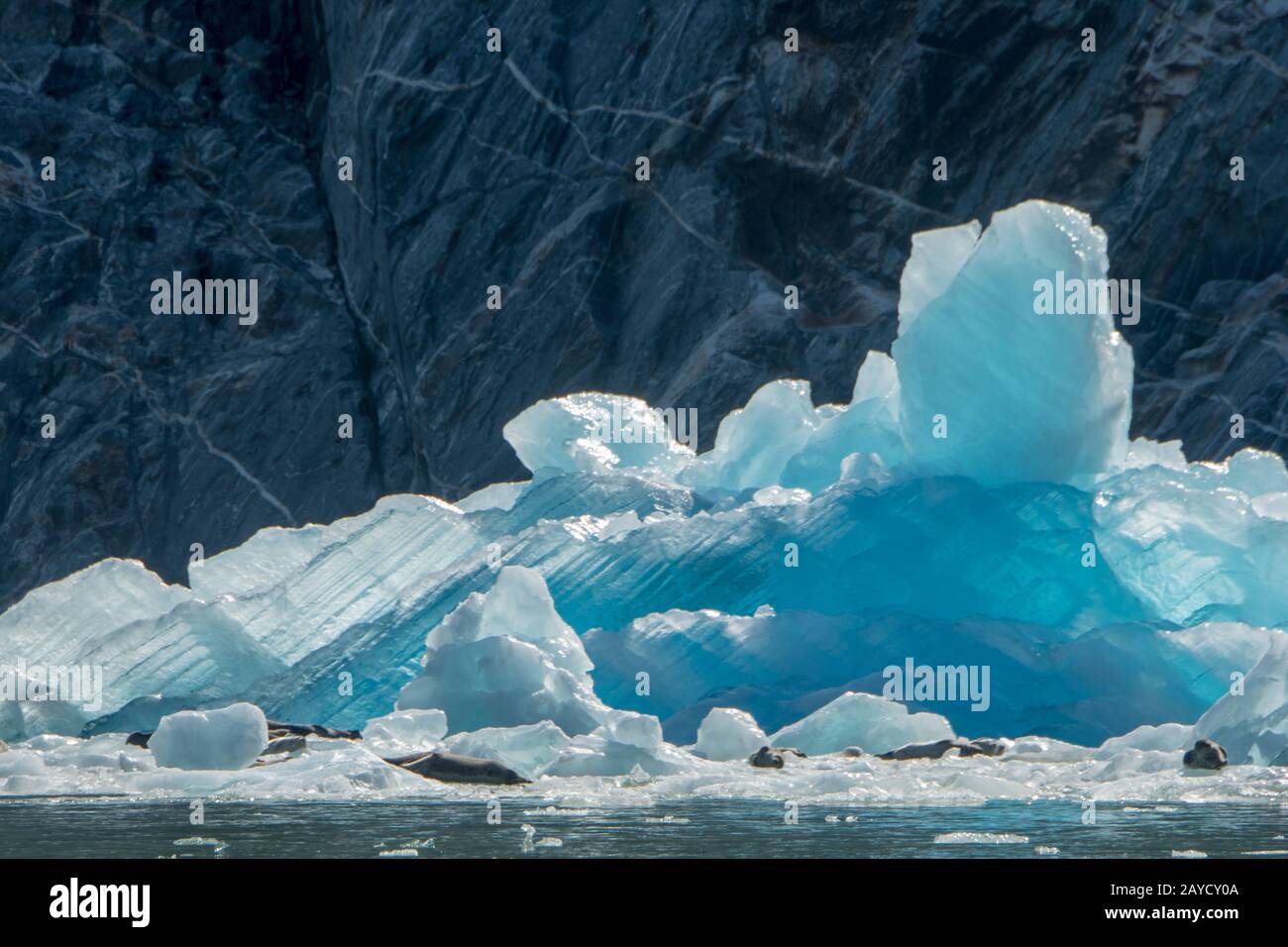Hafendichtungen (Phoca vitulina), die auf Eisbergen und Eisschollen am South Sawyer Glacier in Tracy Arm, einem Fjord in Alaska bei Juneau, Tongass Nati, ruhen Stockfoto