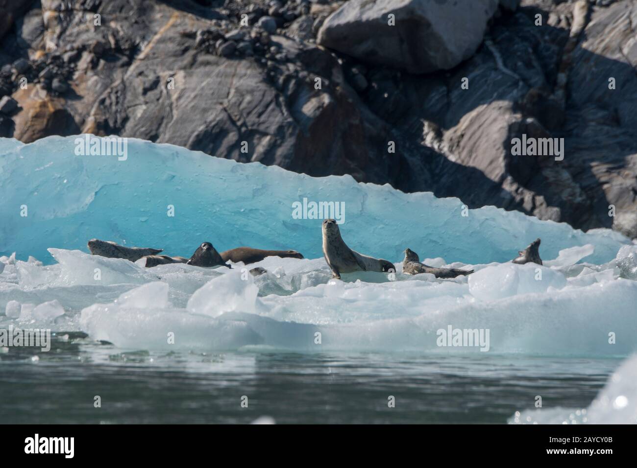 Hafendichtungen (Phoca vitulina), die auf Eisbergen und Eisschollen am South Sawyer Glacier in Tracy Arm, einem Fjord in Alaska bei Juneau, Tongass Nati, ruhen Stockfoto