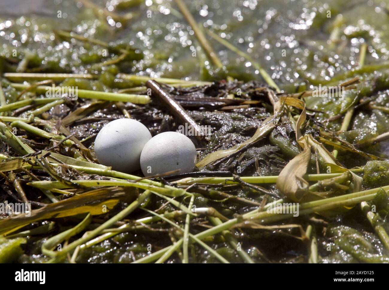 Geschorene Grebe Eier Stockfoto