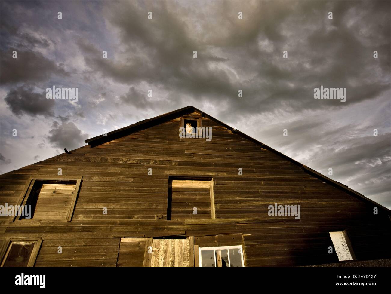 Verlassene Farm House Great Horned Owl Stockfoto