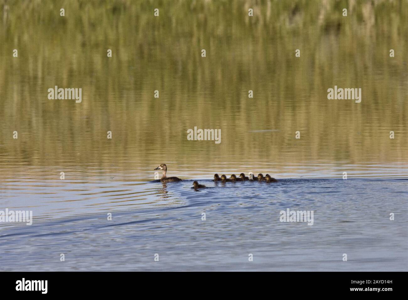 Ente mit Young in Pond Stockfoto