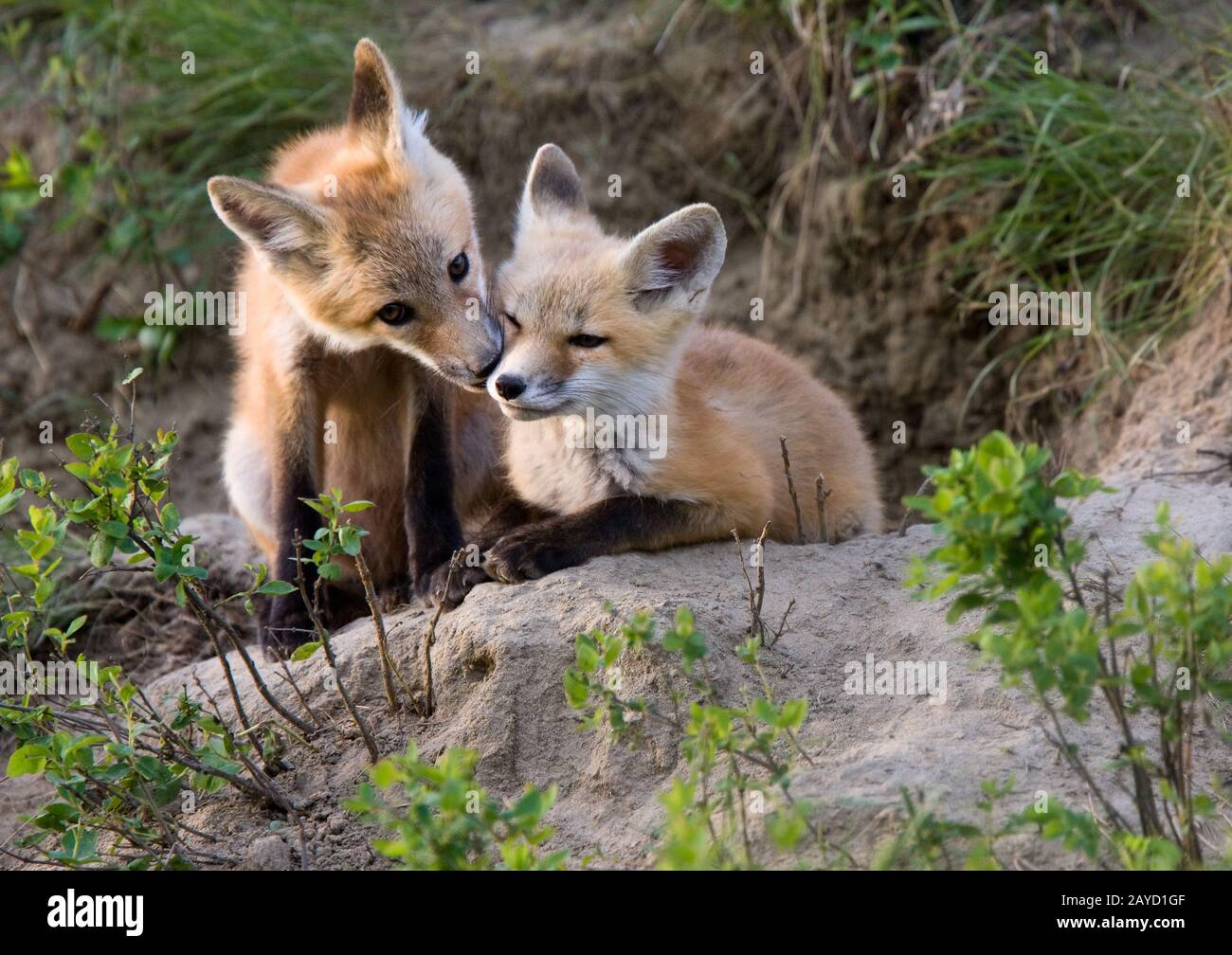 Fox Kits Kanada Stockfoto