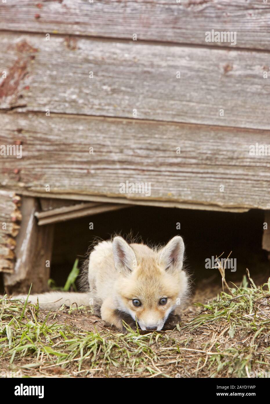 Fox Kits Stockfoto